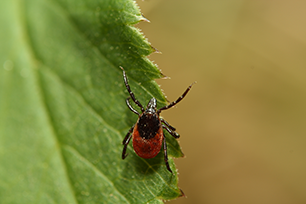 Tick Diseases