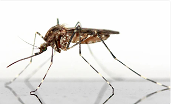 Mosquito Diseases